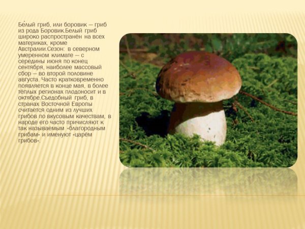Боровик-белый 3 класс доклад