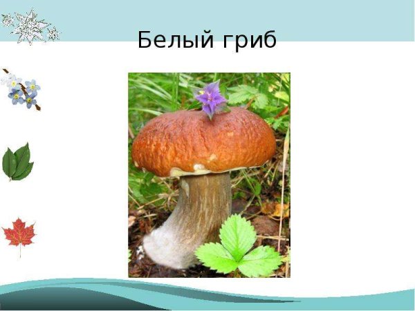 Белый гриб презентация 2 класс