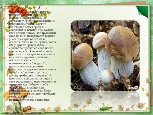 Доклад про белый гриб