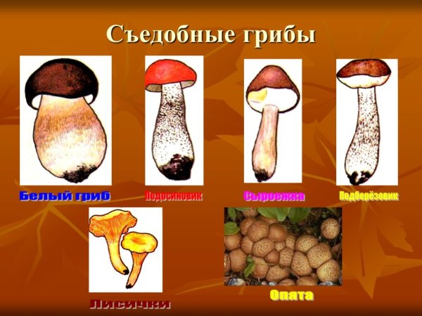 Грибы подосиновик гриб окружающий мир