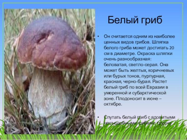 Рассказать про белый гриб
