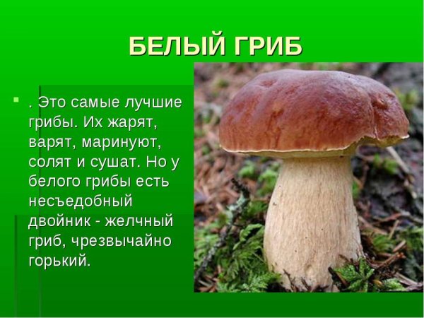 Рассказ о белом грибе