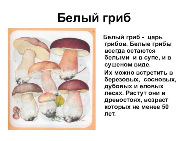 Гриб Боровик описание для 2 класса