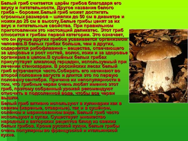 Гриб Боровик описание