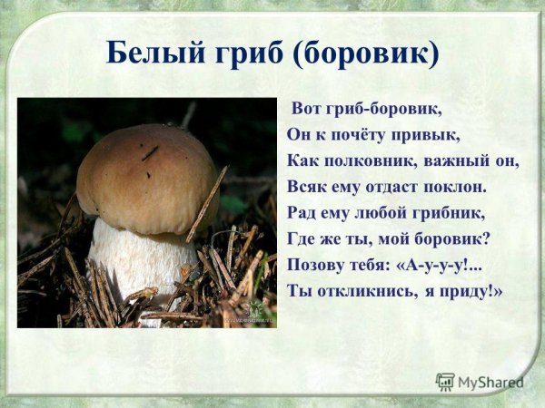 Белый гриб описание