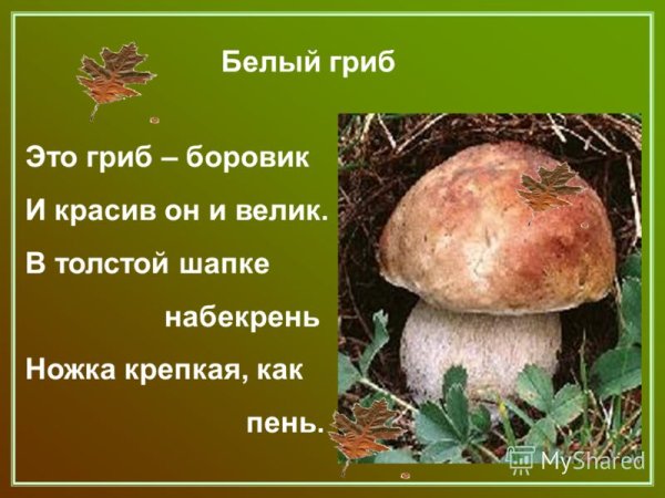 Белый гриб Боровик стих