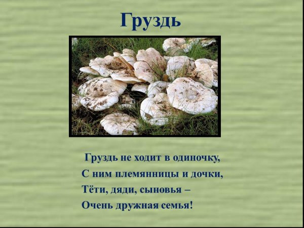 Рассказ о грибе груздь 3 класс