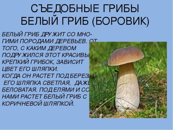 Гриб Боровик съедобный и несъедобный