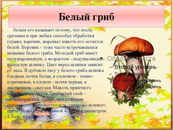 Рассказ о грибах