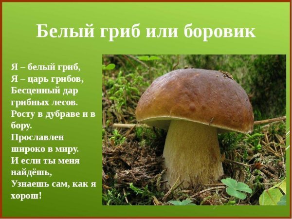 Рассказ про белый гриб Боровик