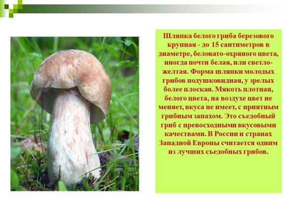 Белый гриб описание