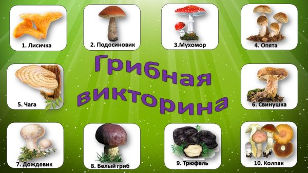 Грибная викторина