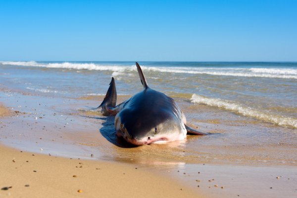 Акула на пляже
