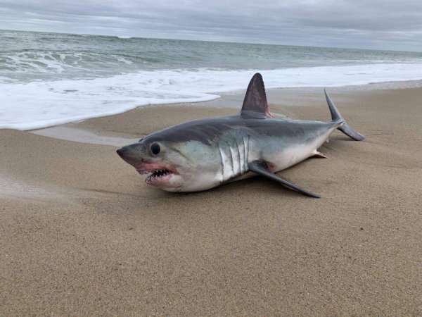 Акулы на берегу моря