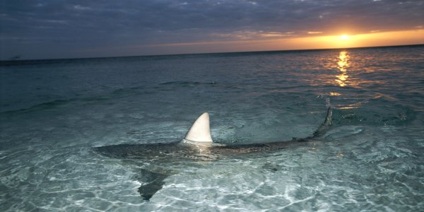 Нью Смирна Бич нападение акул