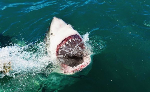 Акула на пляже