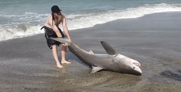Акула выбросилась на берег