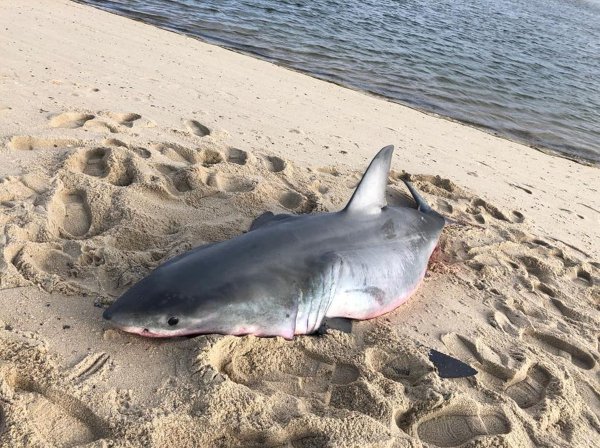 Белая акула Средиземное море