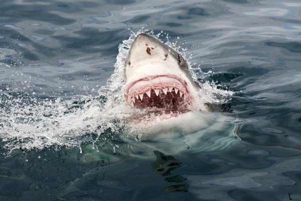 Большая белая акула атакует