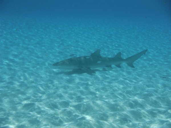 Акулы Средиземного моря