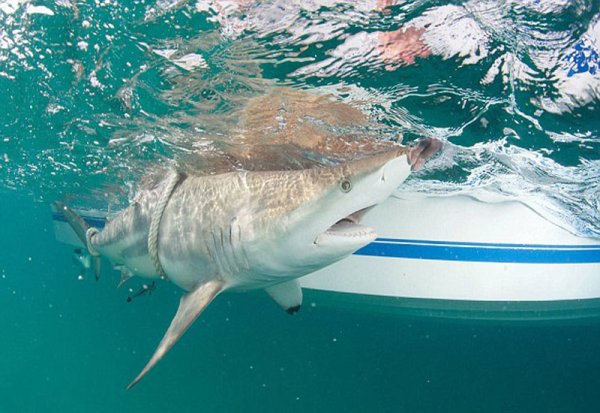 Акулы во Флориде