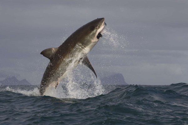 Great White Shark , Carcharodon carcharias,