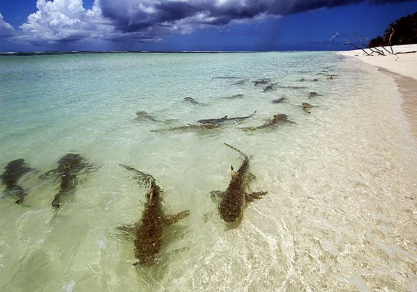 Акула на пляже