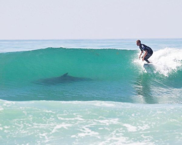 Акула в волне