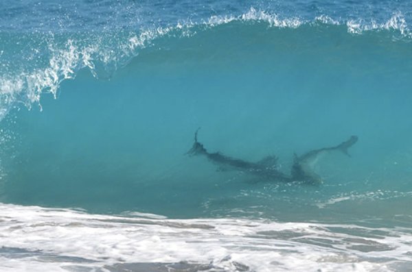 Нью Смирна Бич акулы