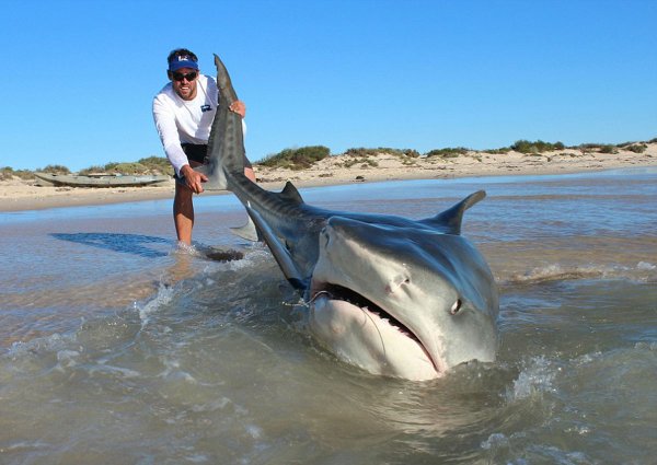 Акулы у побережья Австралии