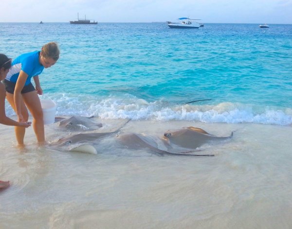 Рифовые акулы на Мальдивах