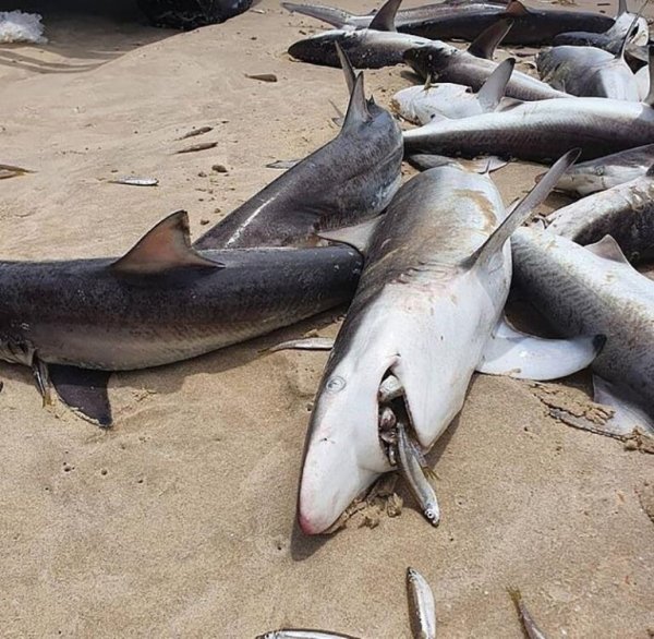 Дальневосточная акула