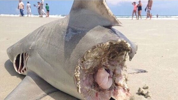 Нападение акулы МЕГАЛОДОН