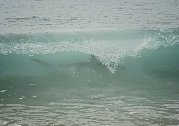 Акула под волной