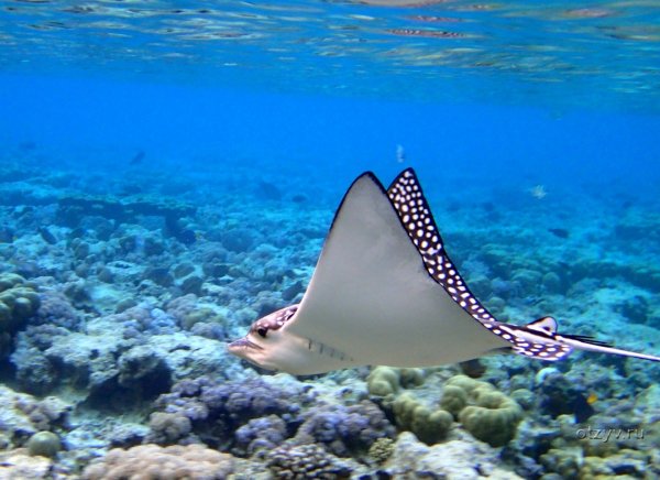 Подводный мир Египта Шарм-Эль-Шейх