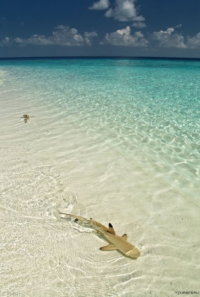 Белая рифовая акула на Мальдивах