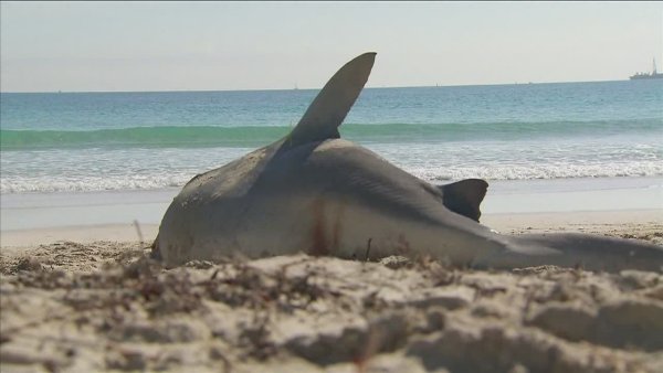 Нью Смирна Бич акулы