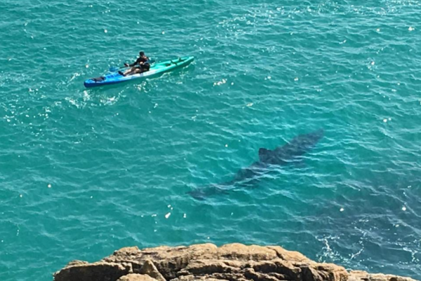 Акулы около берега