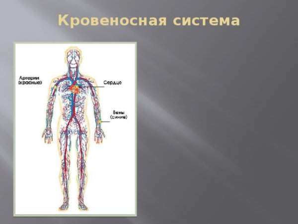 Кровеносная система человека 4 класс окружающий мир