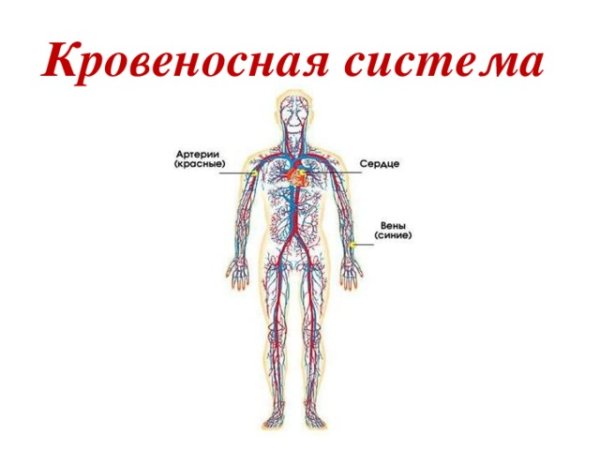 Кровеносная система система человека 3 класс окружающий мир