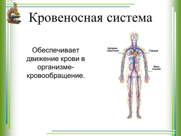 Кровеносная система человека 3 класс окружающий мир