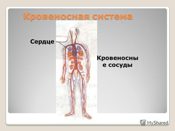 Строение кровеносной системы человека