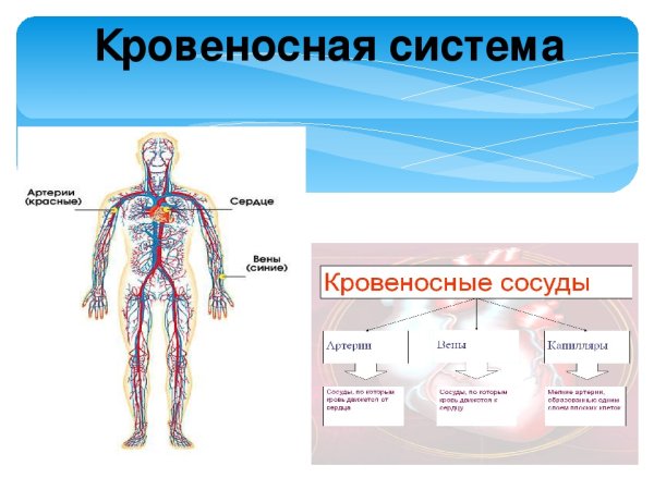 Кровеноснаяная система человека 3 класс