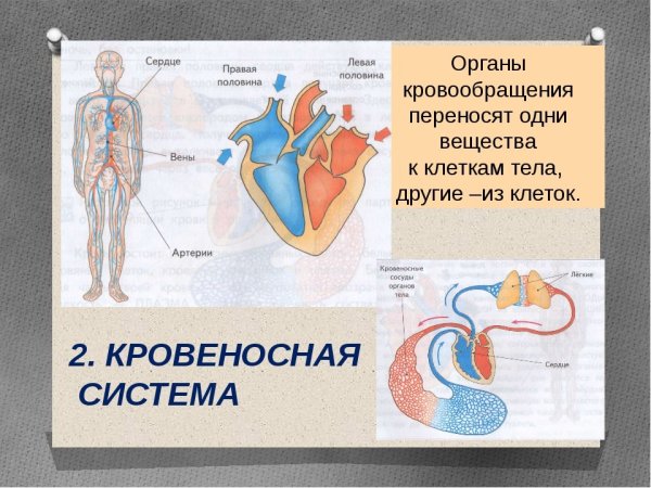 Органы кровеносной системы