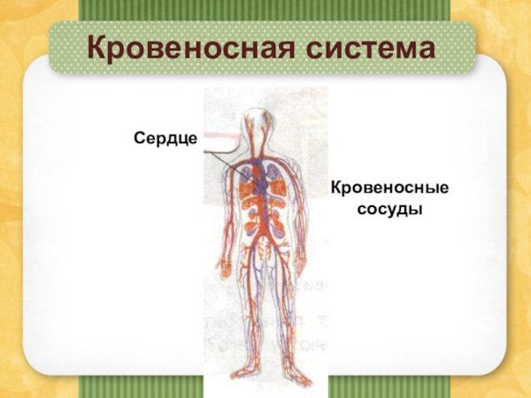 Кровеносная система человека 3 класс