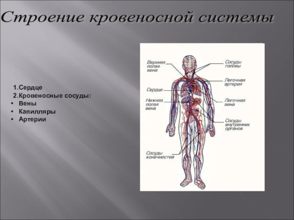 Органы кровеносной системы человека 8 класс