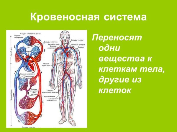 Из чего состоит кровеносная система человека 4 класс