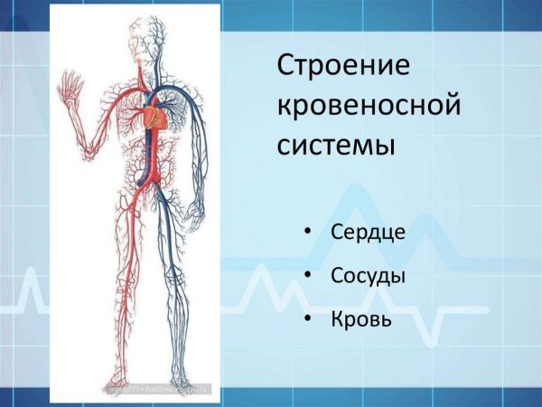 Кровеносная система человека схема 3 класс