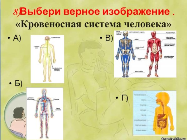 Системы человека 3 класс