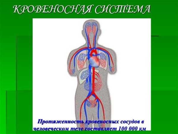 Кровеносная система человека 3 класс карточка